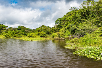 Fototapeta premium Floating vegetation along the Amazon river