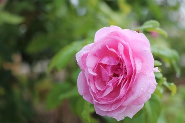 Pink rose flower with raindrops nature background