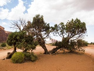 Monument Valley, old trees - Arizona, AZ, USA