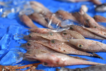 駿河湾で獲れた奇妙な深海魚　静岡県戸田漁港