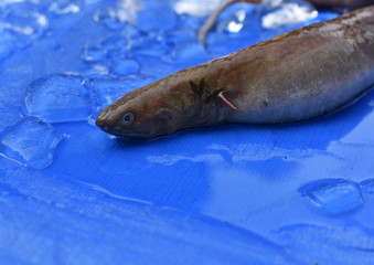 ヌタウナギ　駿河湾で獲れた奇妙な深海魚　静岡県戸田漁港