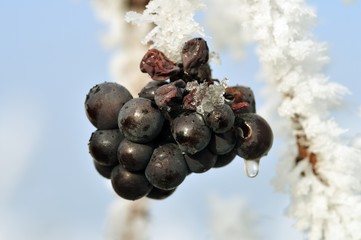 Icewine Eiswein