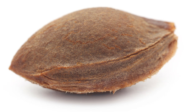 Seed of apricot