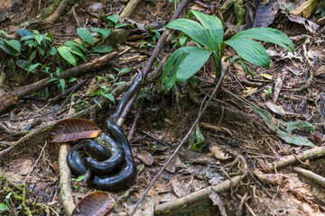 Large amazon boa snake on a branch