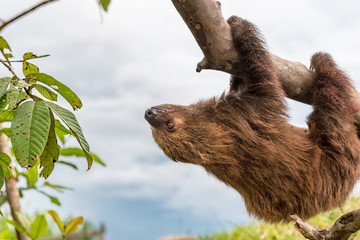 Brown furry sloth hanging upside down