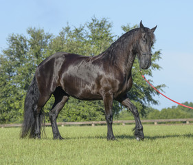 Friesian horse mare 