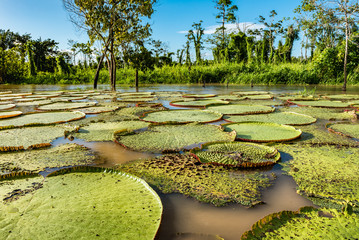Amazon river lake full of giant lilly pads