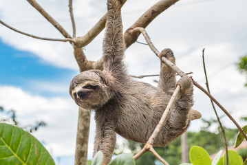 Baby sloth hanging from a tree limb