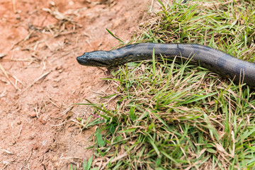 Amazon village pet snake moving along the grass