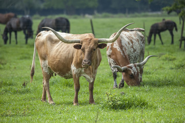 Texas Longhorn cattle in pasture