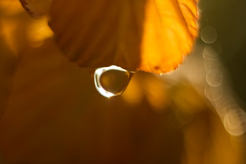 Dew drop on autumn color leaf in the morning.