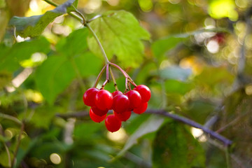 Autumn colored red and green leaves in the background.