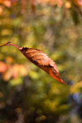 Autumn colored red and green leaves in the background.