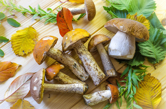 different edible mushrooms