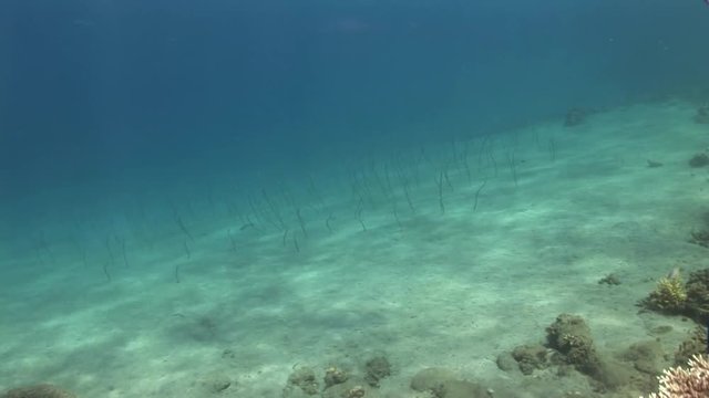 Sand eels emerge from ocean floor, POV