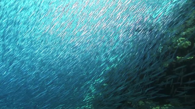 Large anchovies swarm near tropical reef, POV