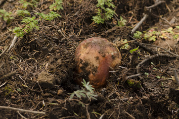 Mushroom. Edible mushroom. A large mushroom. A beautiful mushroom in the forest. Mushroom in the moss.