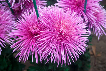 Chrysanthemum wallpaper, chrysanthemums in autumn. Beautiful chrysanthemum as background picture.