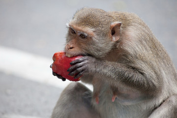 Fototapeta premium 可愛いサル