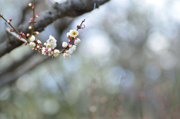 梅の花