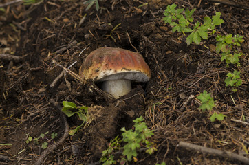 Mushroom. Edible mushroom. A large mushroom. A beautiful mushroom in the forest. Mushroom in the moss.