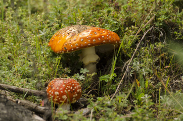 Red Amanita muscaria mushrooms in a forest