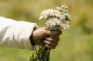 Hand of a woman holds  a bouquet of little white flowers