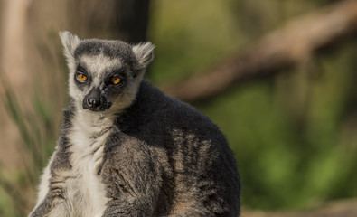 Lemur monkey in sunny evening and green background
