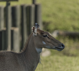 Boselaphus tragocamelus with long head in grass