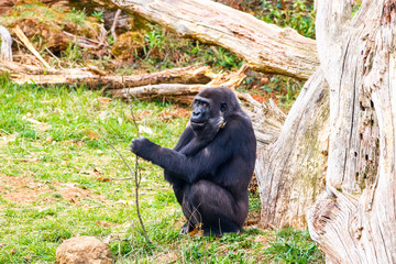 Naklejka premium Gorilla in Cabarceno National Park