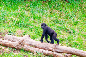 Gorilla in Cabarceno National Park