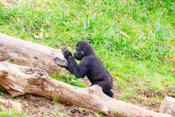 Gorilla in Cabarceno National Park