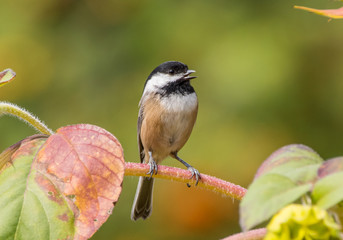 Black Capped Chickadee (Poecile atricapillus) perched on a twig with colorful autumn leaves