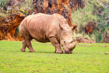Fototapeta premium White rhinoceros or White Rhino, Ceratotherium simum, with big horn in Cabarceno Natural Park