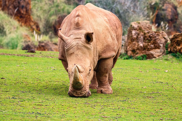 White rhinoceros or White Rhino, Ceratotherium simum, with big horn in Cabarceno Natural Park