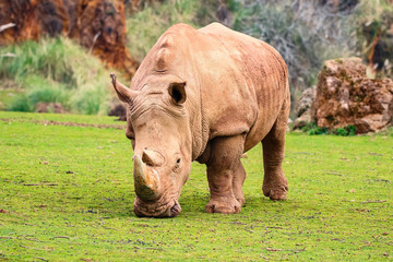 Fototapeta premium White rhinoceros or White Rhino, Ceratotherium simum, with big horn in Cabarceno Natural Park