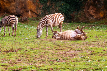 Grevy's zebra or Real (Equus grevyi). Common zebra (Equus quagga)
