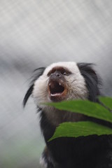 Małpiszon © BlueBird