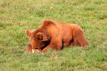 Bear feeding (Ursus arctos) in north Spain