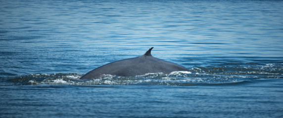 Fototapeta premium Bryde's whale, watching in the Gulf of Thailand