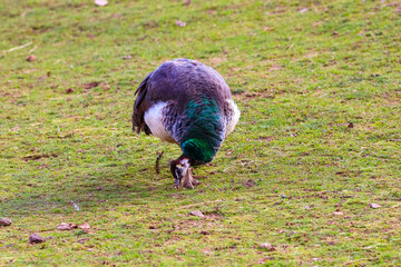 Peacock feeding in a meadow
