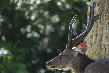 wild deer in tropical forest