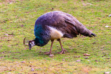 Peacock feeding in a meadow