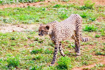 African Cheetah (Acinonyx jubatus) in the grass