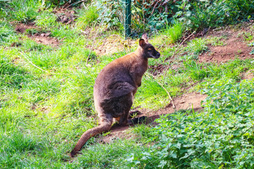 Obraz premium Wallaby, small- or mid-sized macropod found in Australia and New Guinea