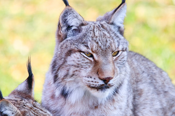 Eurasian lynx or Boreal Lynx  (Lynx lynx),  is a medium-sized cat native to Siberia, Central, East, and Southern Asia, North, Central and Eastern Europe