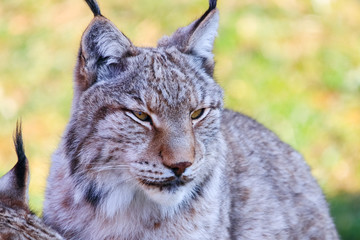 Eurasian lynx or Boreal Lynx  (Lynx lynx),  is a medium-sized cat native to Siberia, Central, East, and Southern Asia, North, Central and Eastern Europe