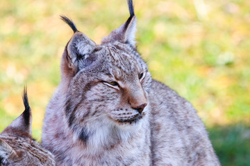 Eurasian lynx or Boreal Lynx  (Lynx lynx),  is a medium-sized cat native to Siberia, Central, East, and Southern Asia, North, Central and Eastern Europe