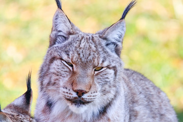 Eurasian lynx or Boreal Lynx  (Lynx lynx),  is a medium-sized cat native to Siberia, Central, East, and Southern Asia, North, Central and Eastern Europe