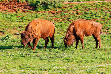 European bison (Bison bonasus), also known as wisent or the European wood bison. It is one of two...
